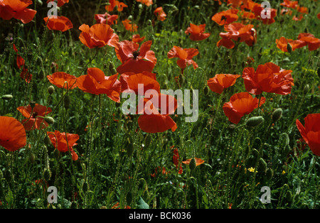 Corn poppy Papaver rhoeas flowering plants Stock Photo
