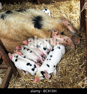 Gloucester Old Spot sow with her feeding piglets Stock Photo