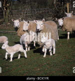 Cheviot ewes and lambs on a fine late winter day in Hay on Wye Stock Photo