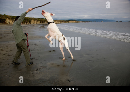 Owner preparing to throw stick for Great Dane. Stock Photo