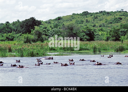 School of Hippopotami seen from launch on River Nile Murchison Falls National Park Kampala Uganda Stock Photo