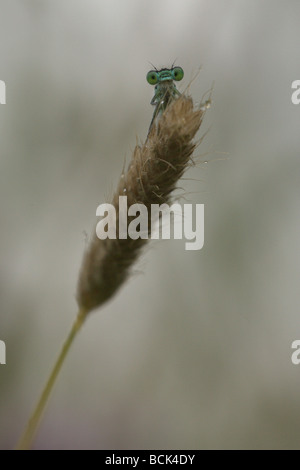 Damselfly at Rest on a Blade of Grass Stock Photo - Alamy