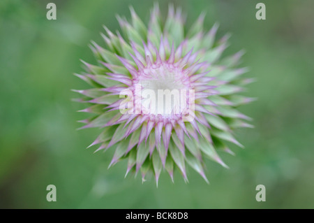 Thistle flower Stock Photo