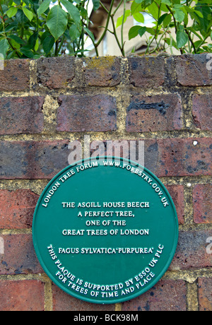 green plaque at asgill house, richmond upon thames, surrey, england, marking the asgill beech, one of london's noted trees Stock Photo