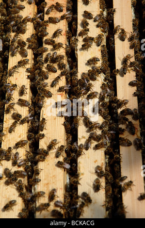 Honey bees on top of brood frames in a bee hive Stock Photo