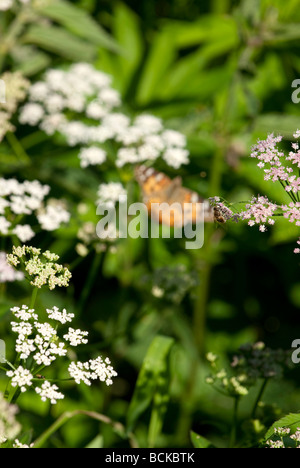 Bee sitting on a pink flower collecting honey with in the background a painted lady butterfly Stock Photo