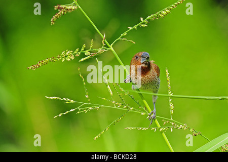 spice finch in the parks Stock Photo