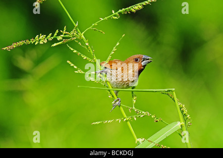 Spice finch in the parks Stock Photo