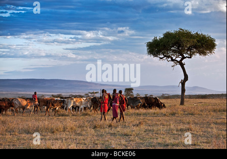 Kenya. Traditionally dressed Maasai warriors and elders watch over their families herds in Masai Mara Game Reserve. Stock Photo