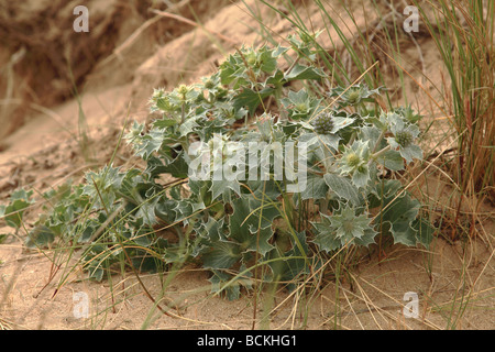 Sea Holly (eryngium maritimum) growing in sand dunes Stock Photo