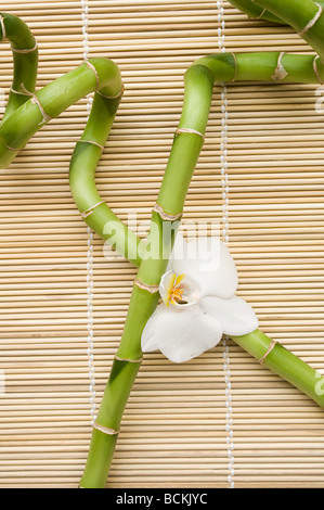 Lucky bamboo and orchid flower Stock Photo