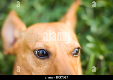 portrait of dachshund dog Stock Photo