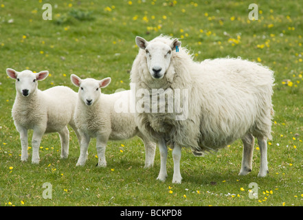 Sheep, Ewe with Lambs, June, Monach Isles, Outer Hebrides, Scotland Stock Photo