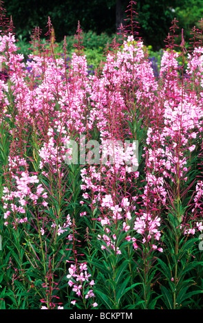 Epilobium angustifolium 'Stahl Rose' growing in border pink flower flowers garden plant plants Stock Photo