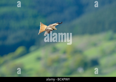 Red Kite milvus milvus in flight over mid Wales countryside UK May Stock Photo