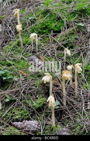 yellow birds nest growing on pine woodland floor Stock Photo