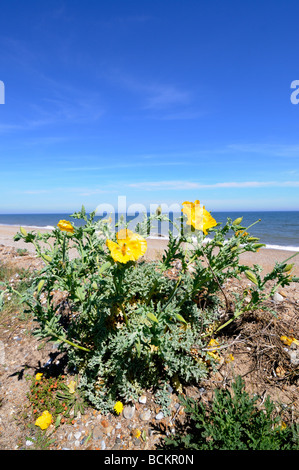 Yellow Horned poppy glaucium flavum growing on coastal shingle ridge Norfolk UK June Stock Photo