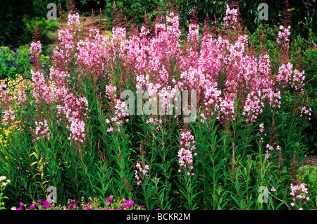 Epilobium angustifolium 'Stahl Rose' growing in border pink flower flowers garden plant plants epilobiums Stock Photo