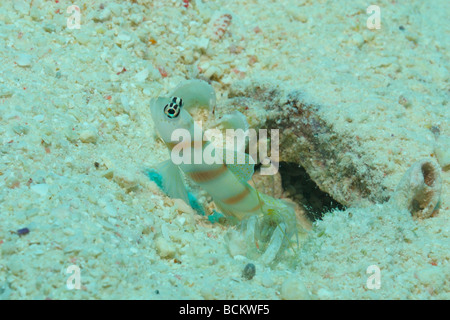 Magnus' prawn-goby and  Symbiosis Shrimp off Safaga, Egypt. Stock Photo