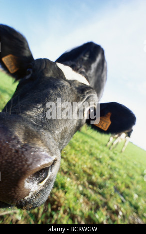 Cow looking at camera, close-up Stock Photo