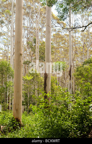 Gum tree forest Coffs Harbour region NSW Australia Stock Photo