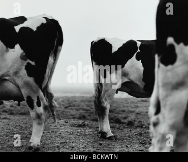 Rears of cows in field, side view, b&w Stock Photo