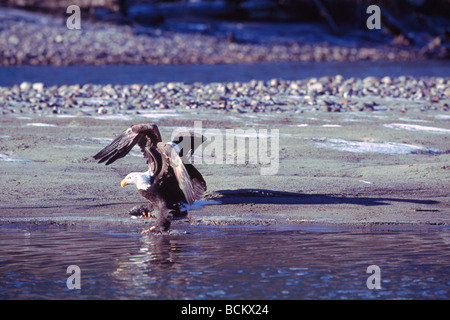 Mature Adult Bald Eagles (Haliaeetus leucocephalus) feeding on Spawned Out Salmon beside a River Stock Photo