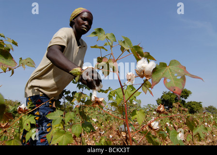 West Africa Burkina Faso , fairtrade and organic cotton project , woman harvest cotton at farm Stock Photo