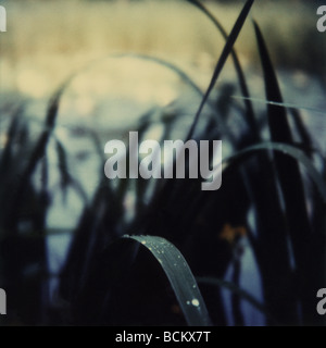 Blades of grass, close-up Stock Photo