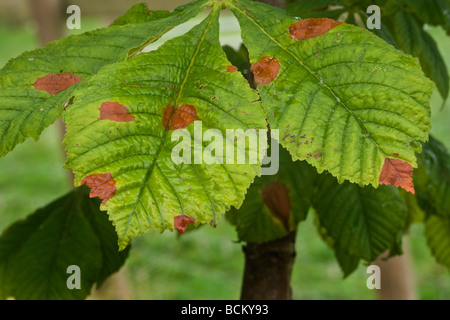 Leaf blotch spots on a horse chestnut leaf Stock Photo