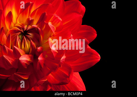 Close up of a bicolored red and yellow dahlia on black background