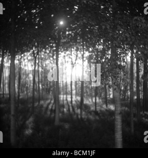 Sunlight shining through woods, black and white Stock Photo