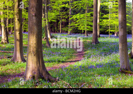 Bluebells growing in Micheldever Wood in the Spring Micheldever Hampshire England May 2008 Stock Photo