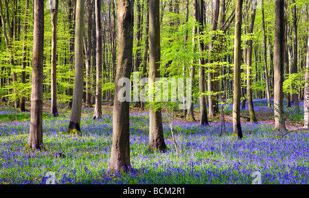 Bluebells growing in Micheldever Wood in the Spring Micheldever Hampshire England May 2008 Stock Photo