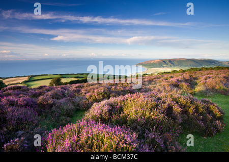 Flowering heather on Porlock Hill in the summer Exmoor National Park Somerset England August 2008 Stock Photo