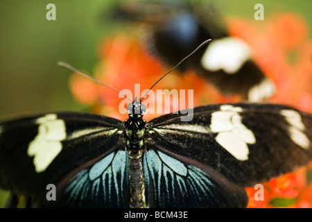 Close-up of Butterfly at Sacha Lodge - near Coca, Napo Province, Ecuador Stock Photo