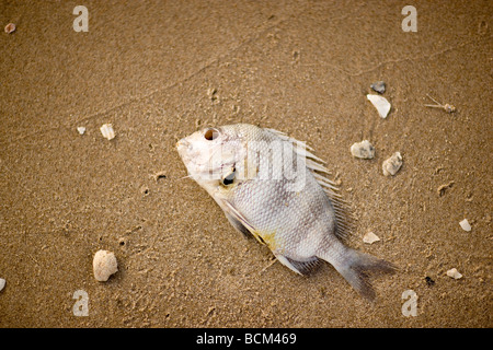 Dead Fish lying on the beach Stock Photo