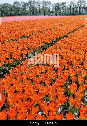 Tulip fields of the Bollenstreek, South Holland, Netherlands Stock Photo