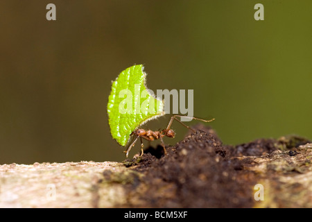 Close-up of Leafcutter Ant carrying leaf - Osa Peninsula - near Puerto Jimenez, Costa Rica Stock Photo