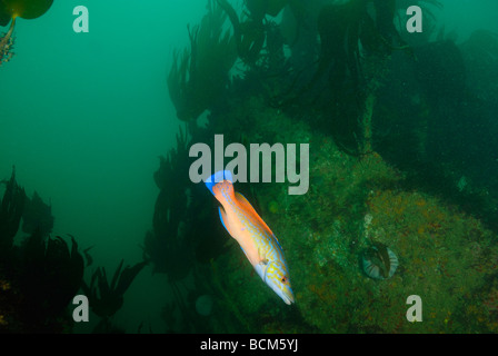 Striped wrasse male in North Brittany Stock Photo