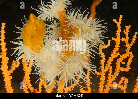 Colony of daisy-anemones and common sea-fan in North Brittany Stock Photo