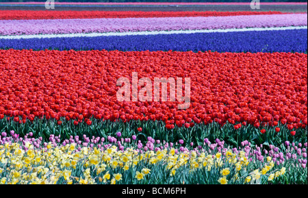 Tulip fields of the Bollenstreek, South Holland, The Netherlands. Focus on main block of red tulips Stock Photo