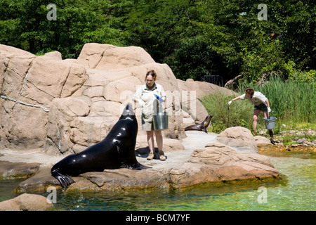 Sea Lion feeding, Bronx Zoo, The Bronx, New York City, USA Stock Photo