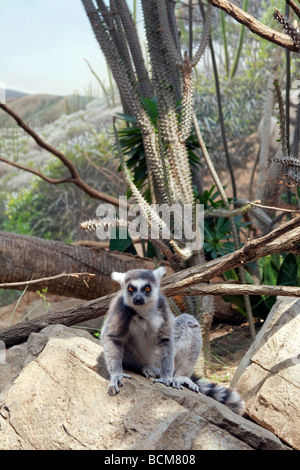 Lemurs at the Madagascar exhibit, Bronx Zoo, The Bronx, New York City, USA Stock Photo