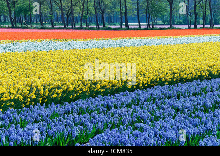 Tulips, daffodils and hyacinths in the fields of the Bollenstreek, South Holland, The Netherlands. Stock Photo