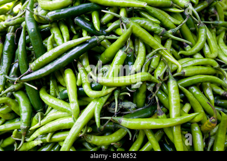 Green Chilis  Devarja Market Mysore Karnataka State India Stock Photo