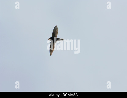 Little Swift Apus affinis in flight in clear blue sky Spain Stock Photo