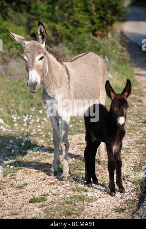 Donkeys - Croatia Stock Photo