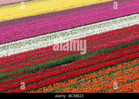 Tulip field in North Holland, Netherlands Stock Photo