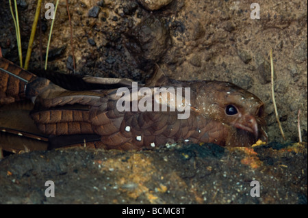 The Oilbird (Steatornis caripensis) resting in cave during the day Pichincha Ecuador Stock Photo